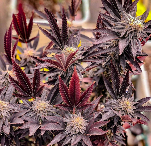 Alaskan Purple