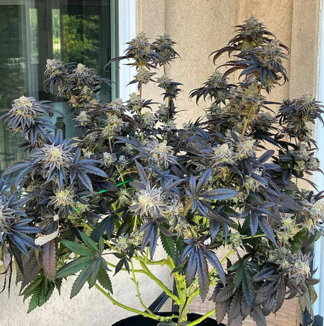 Alaskan Purple