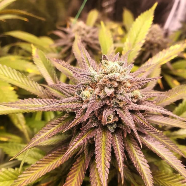 Blueberry