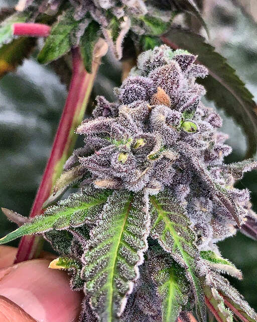 Purple Punch