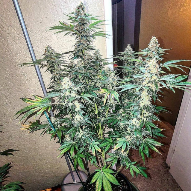 Girl Scout Crack