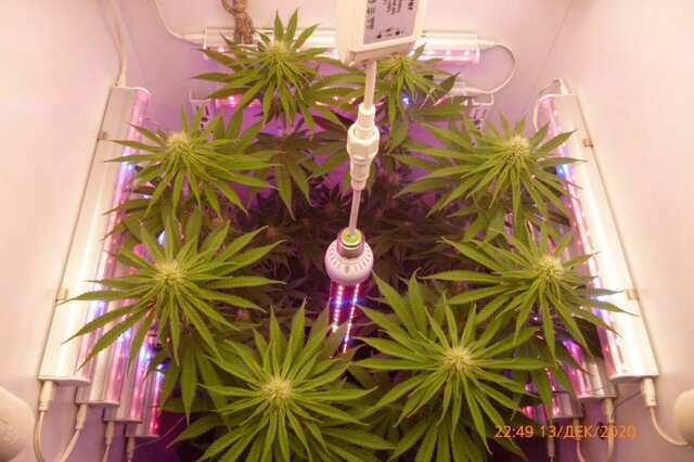 L.A. Peyote Kush
