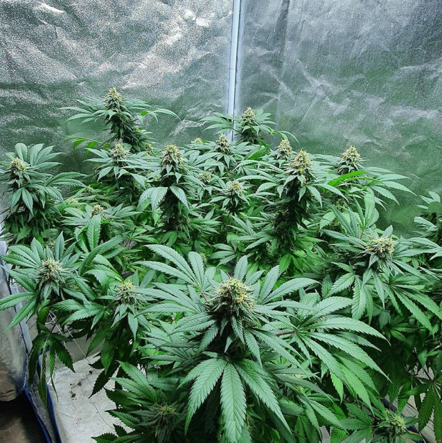 White Widow Auto