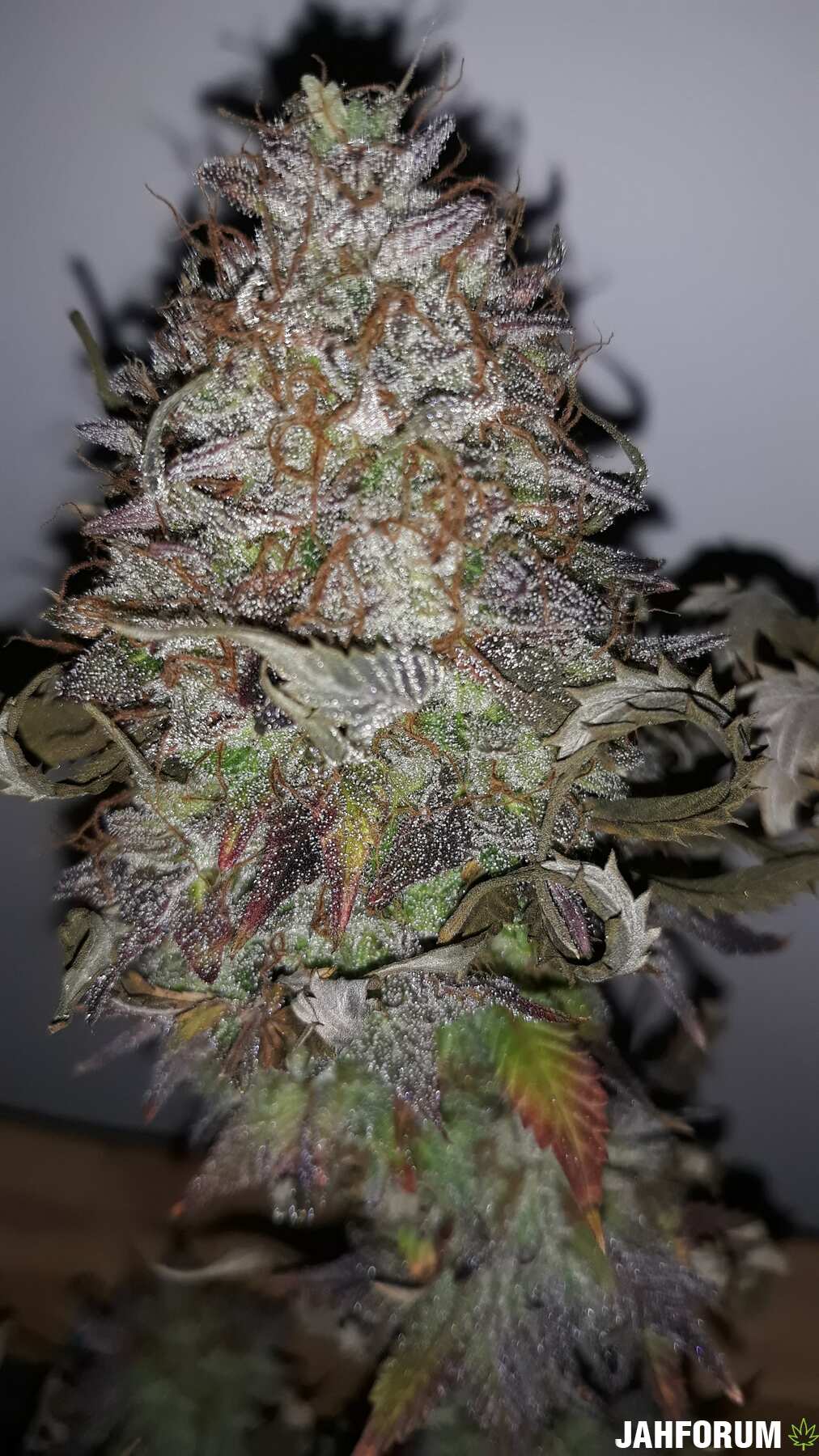 Mimosa EVO™от Barney’s Farm