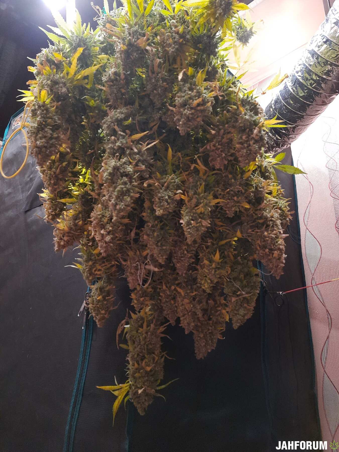 auto_jamaica (136d) auto_jamaica (136d)