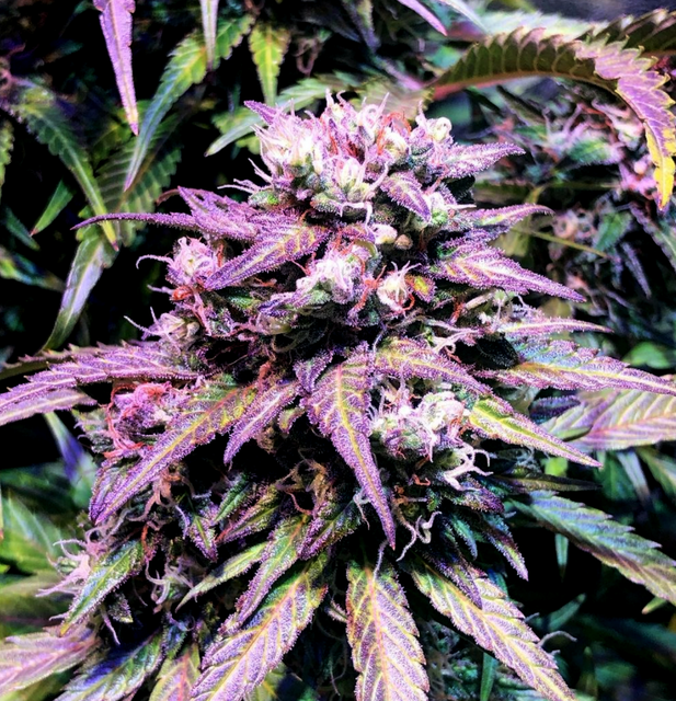 Alaskan Purple Auto