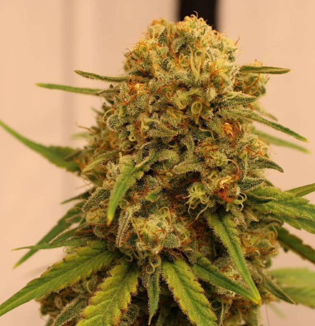 Big Nugs FAST.png