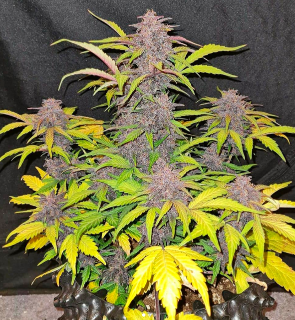 Purple Kush CBD Auto