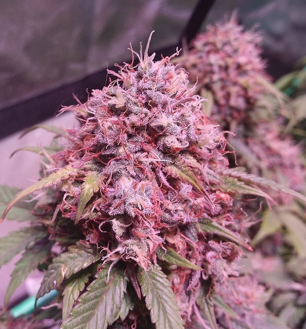 Blueberry Auto