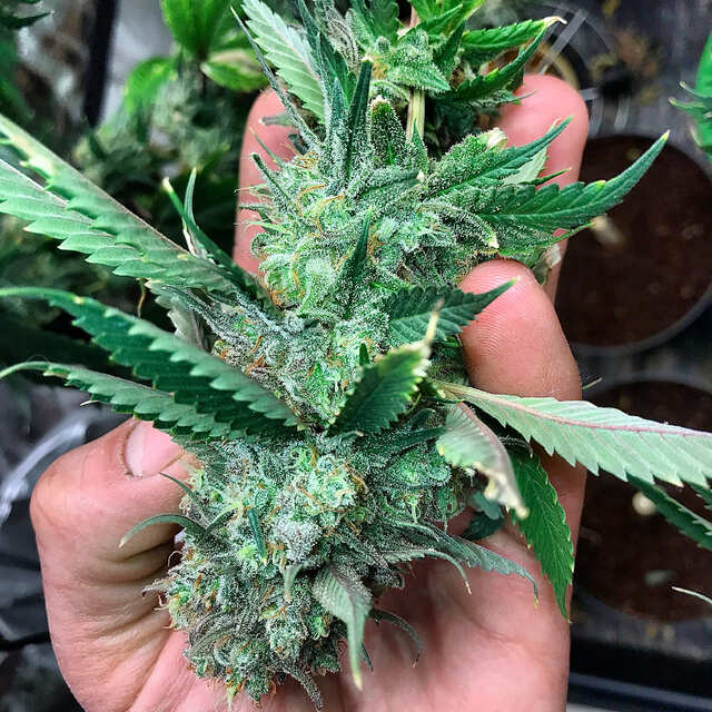 Strawberry Glue & Original Bruce Banner