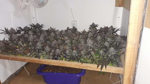 Mimosa EVO™от Barney’s Farm