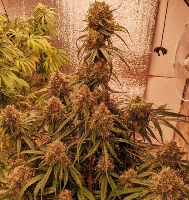 Lemonchello Haze