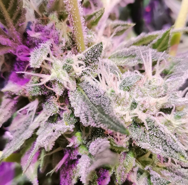 Peyote Zkittlez