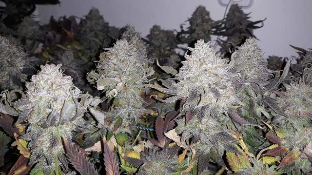 Mimosa EVO™от Barney’s Farm (