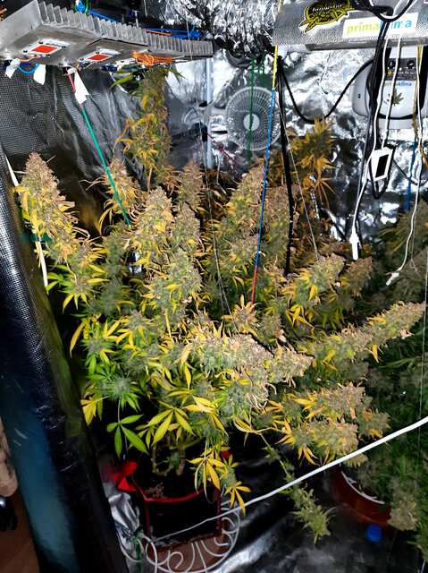 auto_jamaica  (135 d)