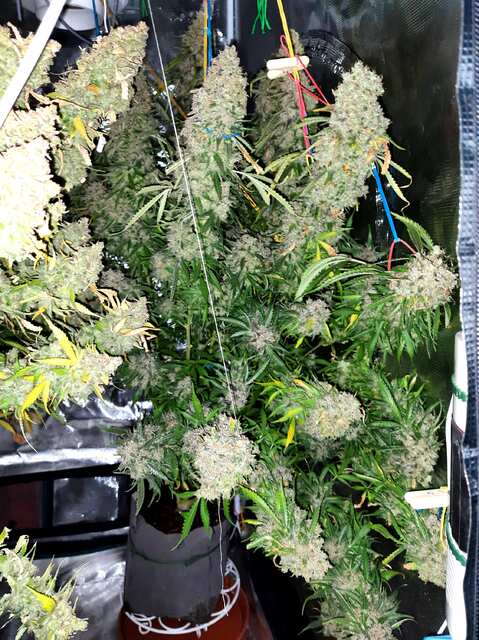 auto_white_widow