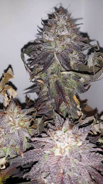 Mimosa EVO™от Barney’s Farm