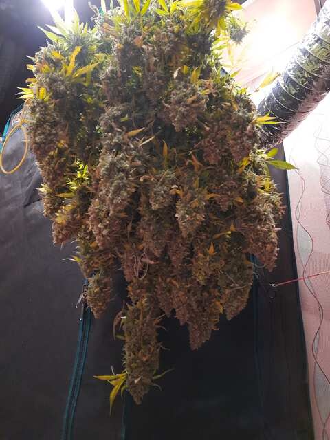 auto_jamaica (136d)