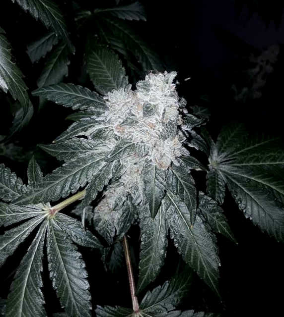Badazz Cookies OG