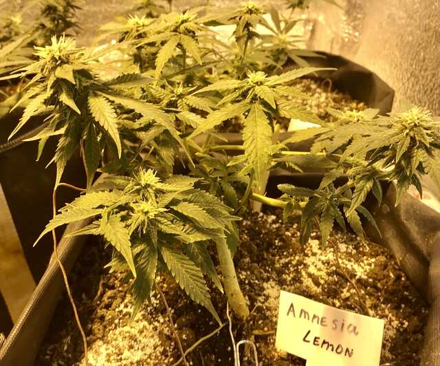 Auto Amnesia Feminised от error seeds