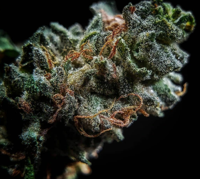 ZkittleZ Auto