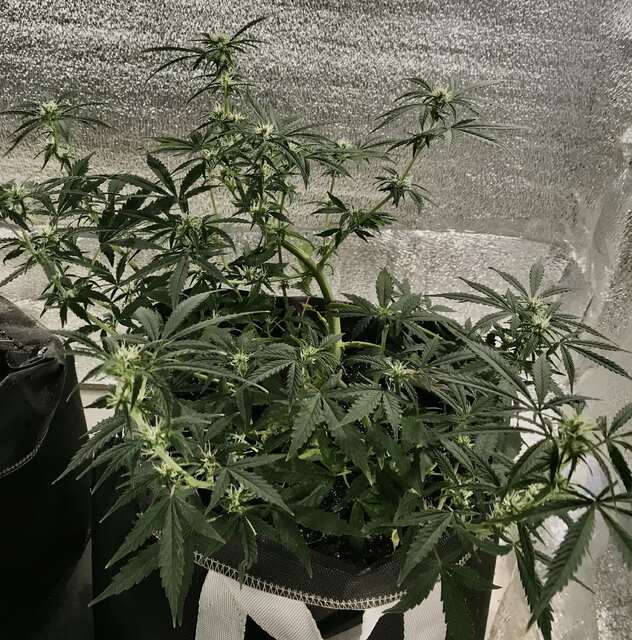 Auto AK-49 Feminised.