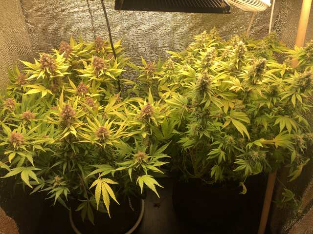 auto c4 & super skunk reg