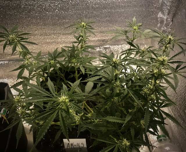 Ak-49 от error seeds