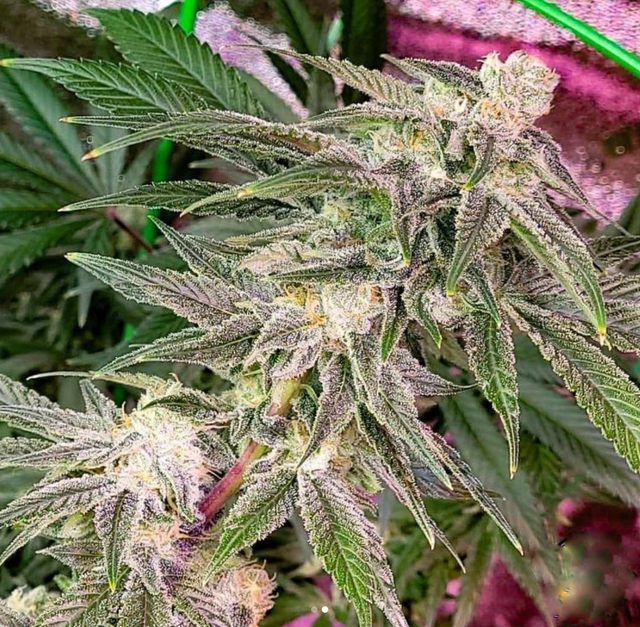 Gelat.OG
