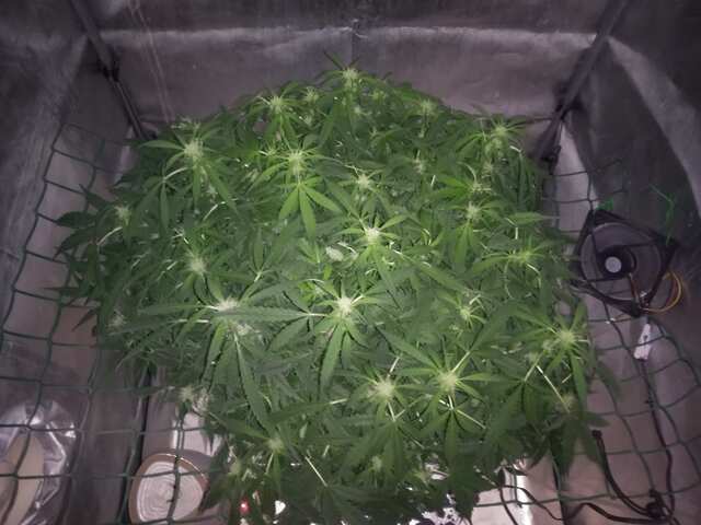 K-train ES  DWC  60 day