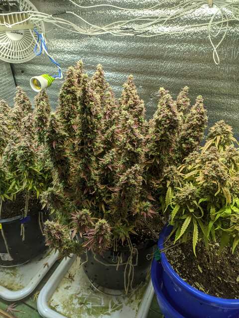 Auto Ak47 carphatians seeds