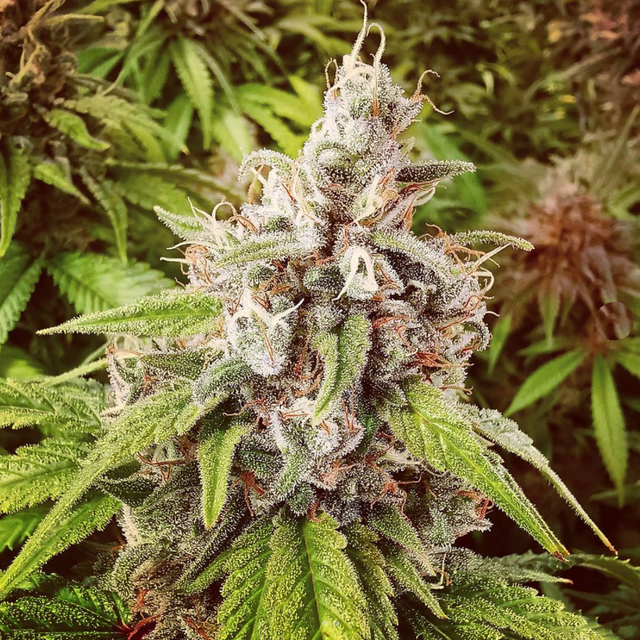 LA Peyote Kush