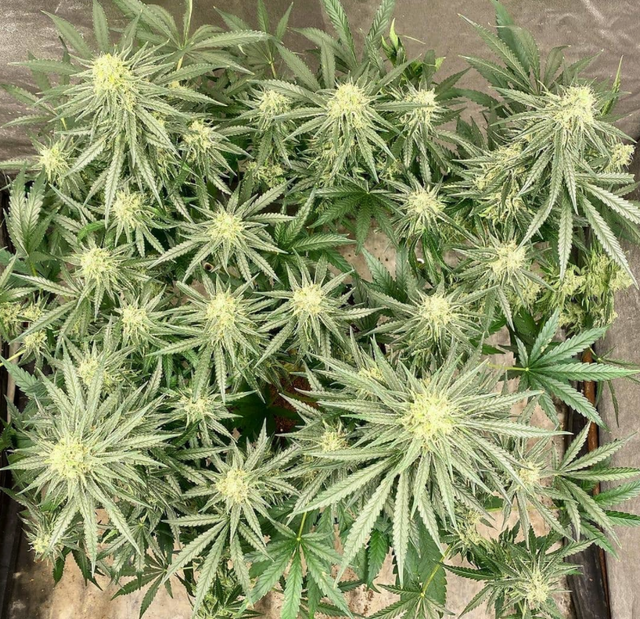 Peyote Forum