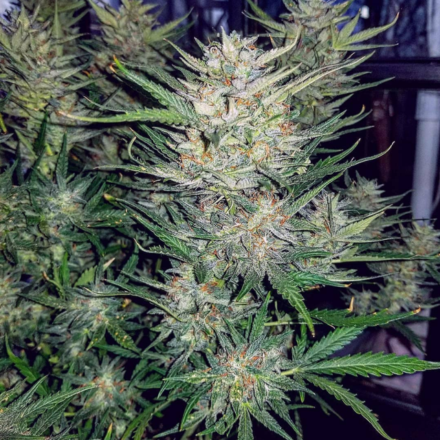 ZkittleZ Auto