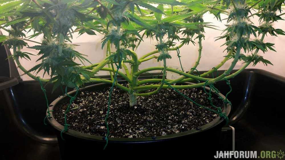 attach-twisty-tie-to-container-when-growing-cannabis.jpg