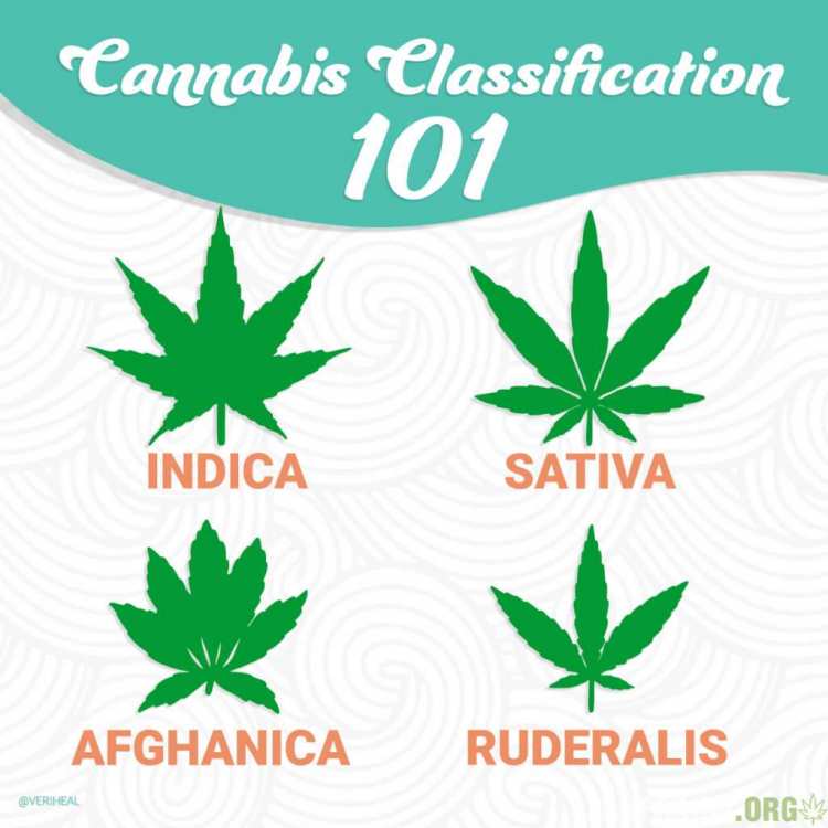 cannabis-classification-101-1024x1024.jpg