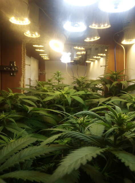 Amnesia Haze  ( Victory seeds)