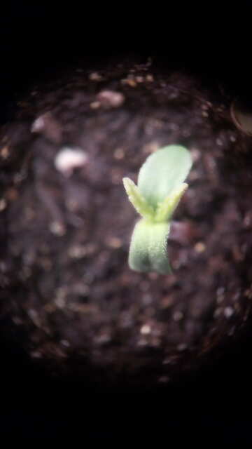 1024_Medical Seeds fotofem