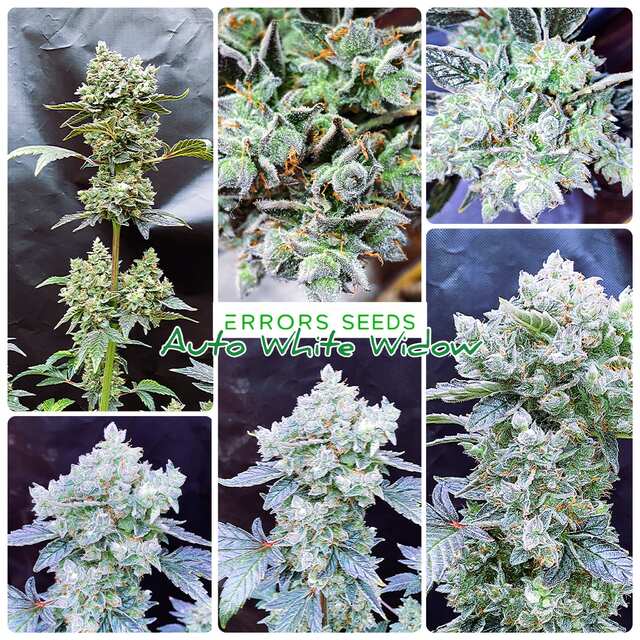 Auto White Widow fem Silver