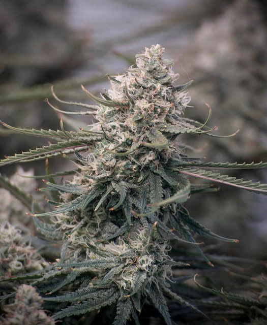 Lemonchello Haze