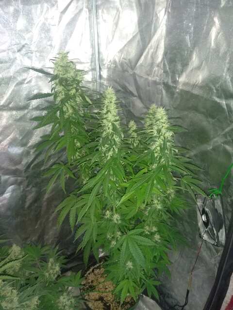 Errors Seeds Genetics
