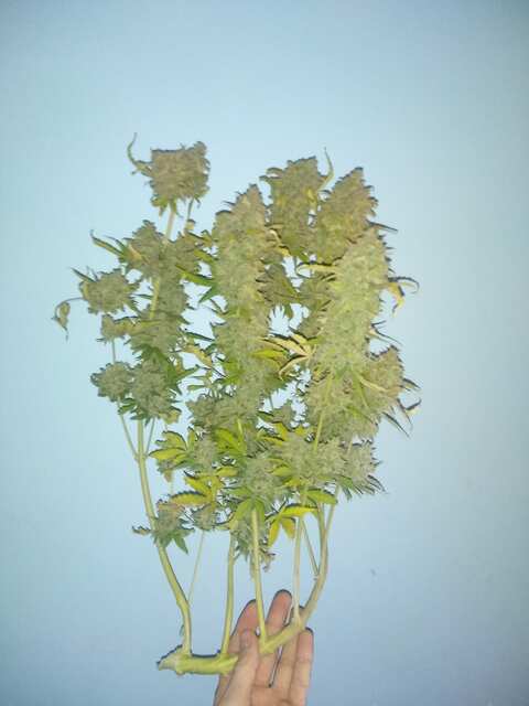 Auto California Orang by Errors Seeds