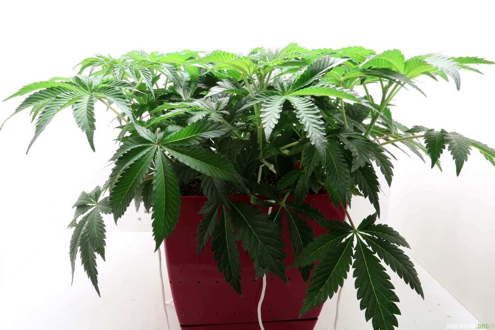 3757972_blimburn-seeds-girl-scout-cookies-grow-journal-by-afterglowblimburngirl-scout-cookies.jpg