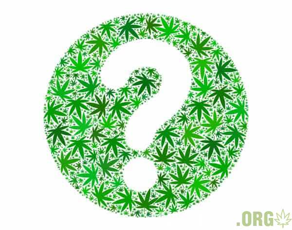 Cannabis-Sessions-questions.jpg