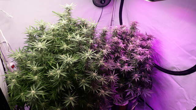 1529263810_AmherstSourDiesel(HumboldtSeeds)3.jpg