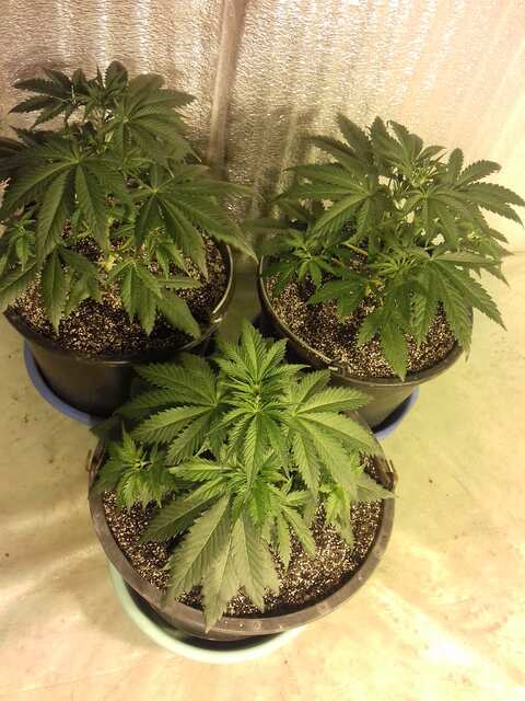 Northern Lights (Sensi Seeds)