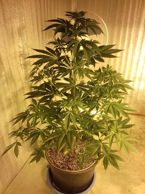 Northern Lights 1 (Sensi Seeds)