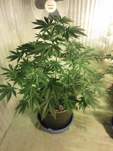 Northern Lights 2 (Sensi Seeds)