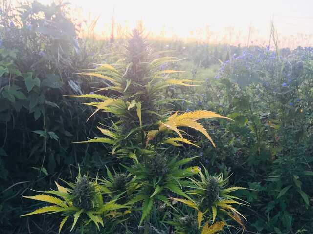 Auto Green Poison(Kriss)