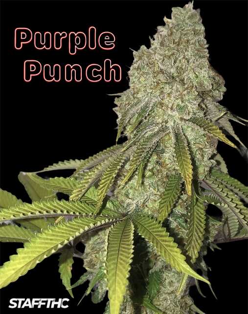 Purple Punch 🥊